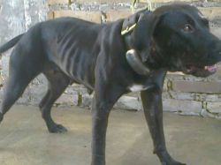 Photo of the dog