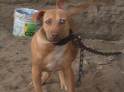 Photo of the dog