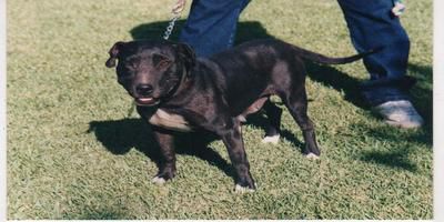 Photo of the dog