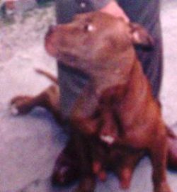 Photo of the dog