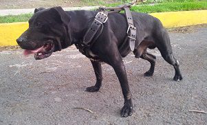 Photo of the dog