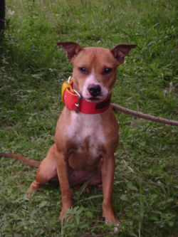 Photo of the dog