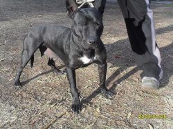 Photo of the dog