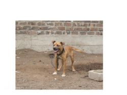 Photo of the dog