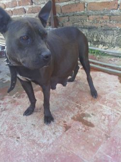 Photo of the dog