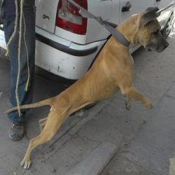 Photo of the dog