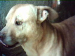 Photo of the dog