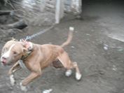 Photo of the dog