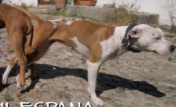 Photo of the dog