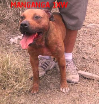 Photo of the dog