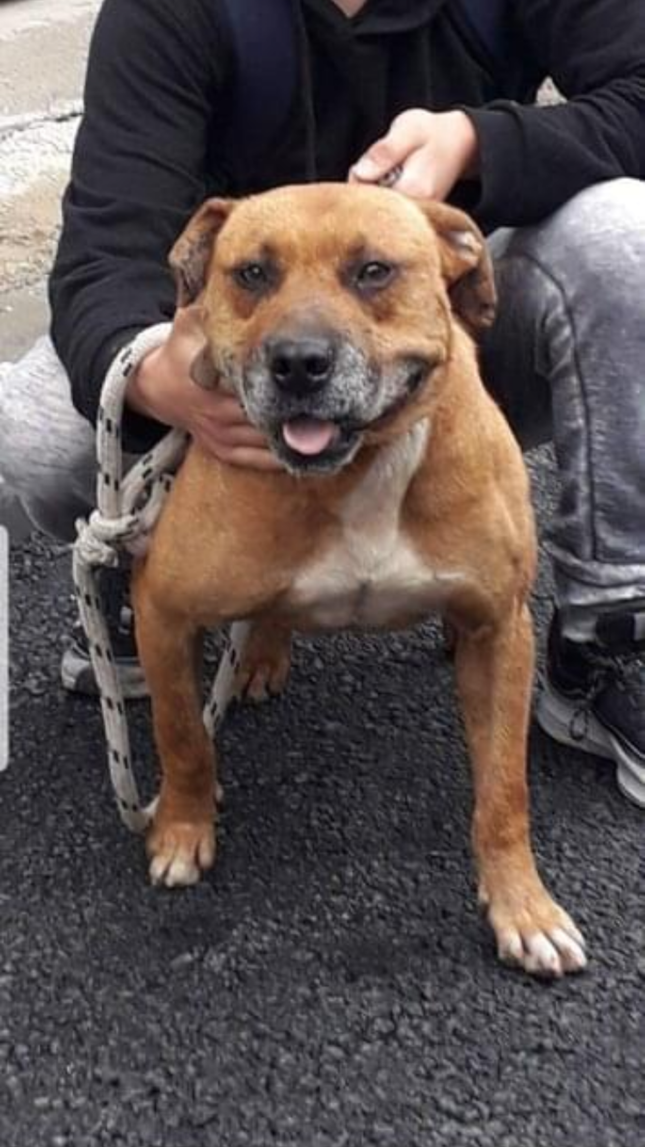 Photo of the dog