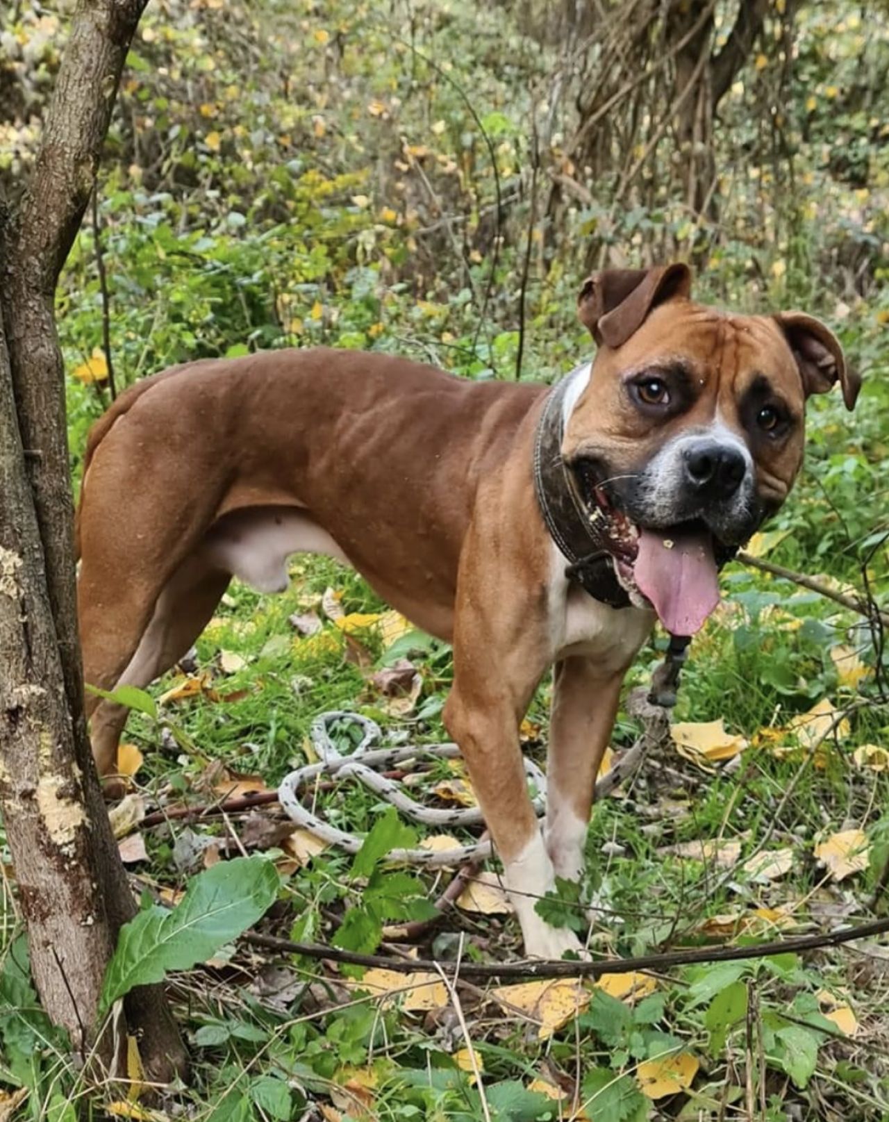 Photo of the dog