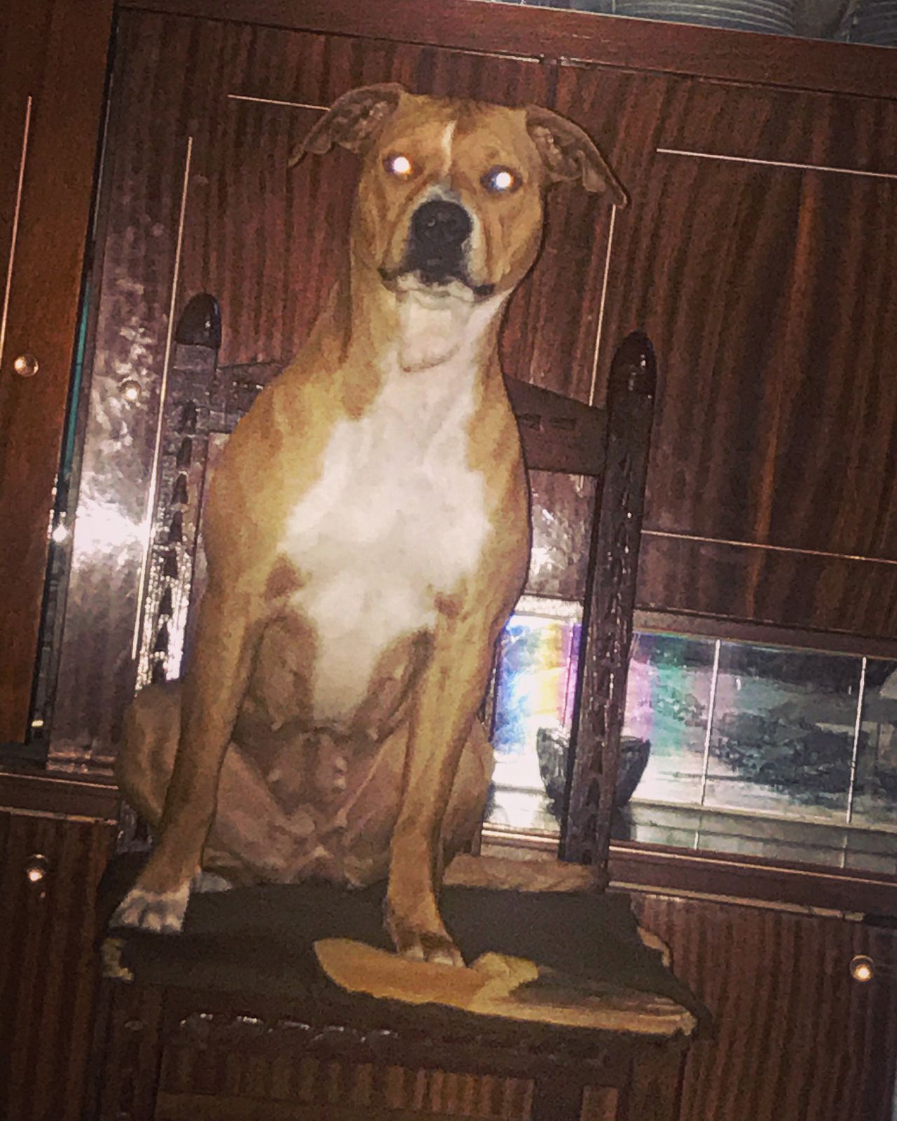 Photo of the dog