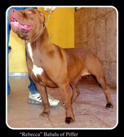 Photo of the dog