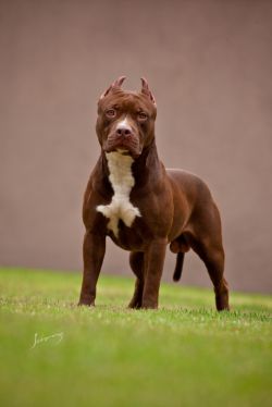 Photo of the dog