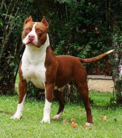 Photo of the dog