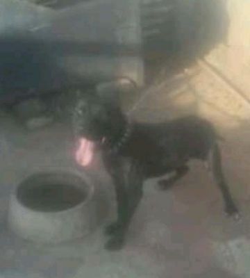 Photo of the dog