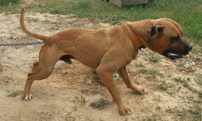 Photo of the dog