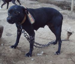 Photo of the dog