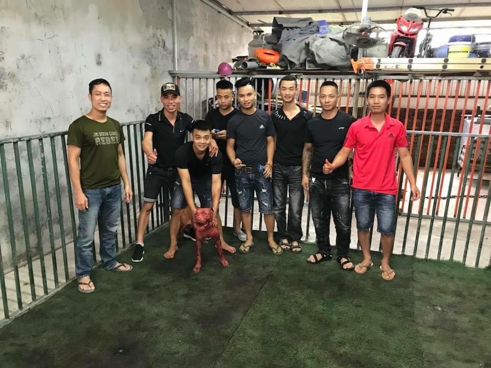 Photo of the dog
