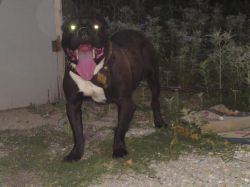 Photo of the dog
