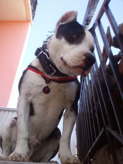 Photo of the dog