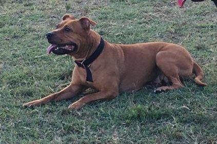 Photo of the dog