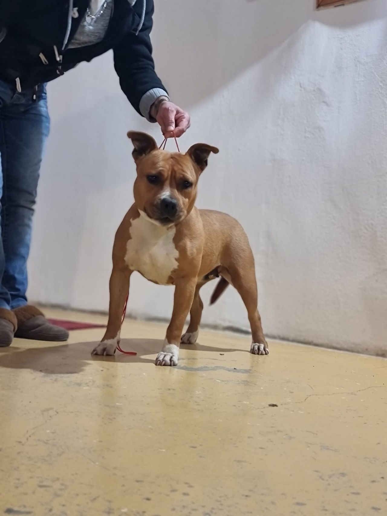 Photo of the dog