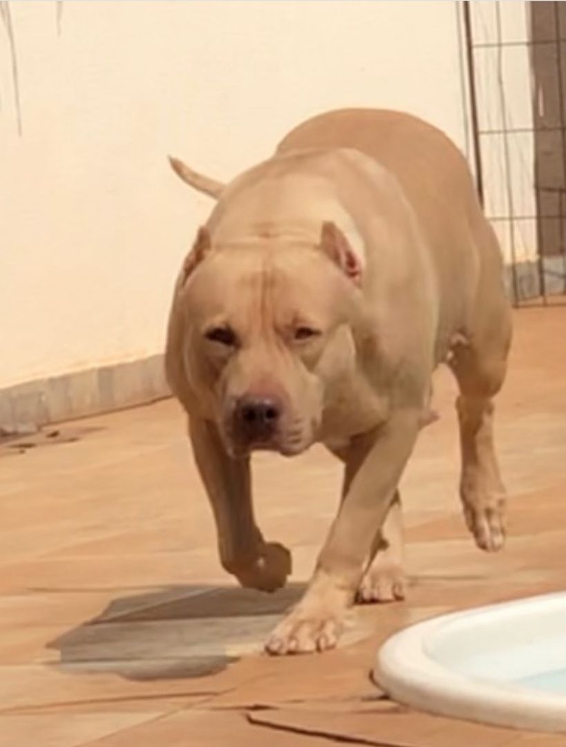 Photo of the dog
