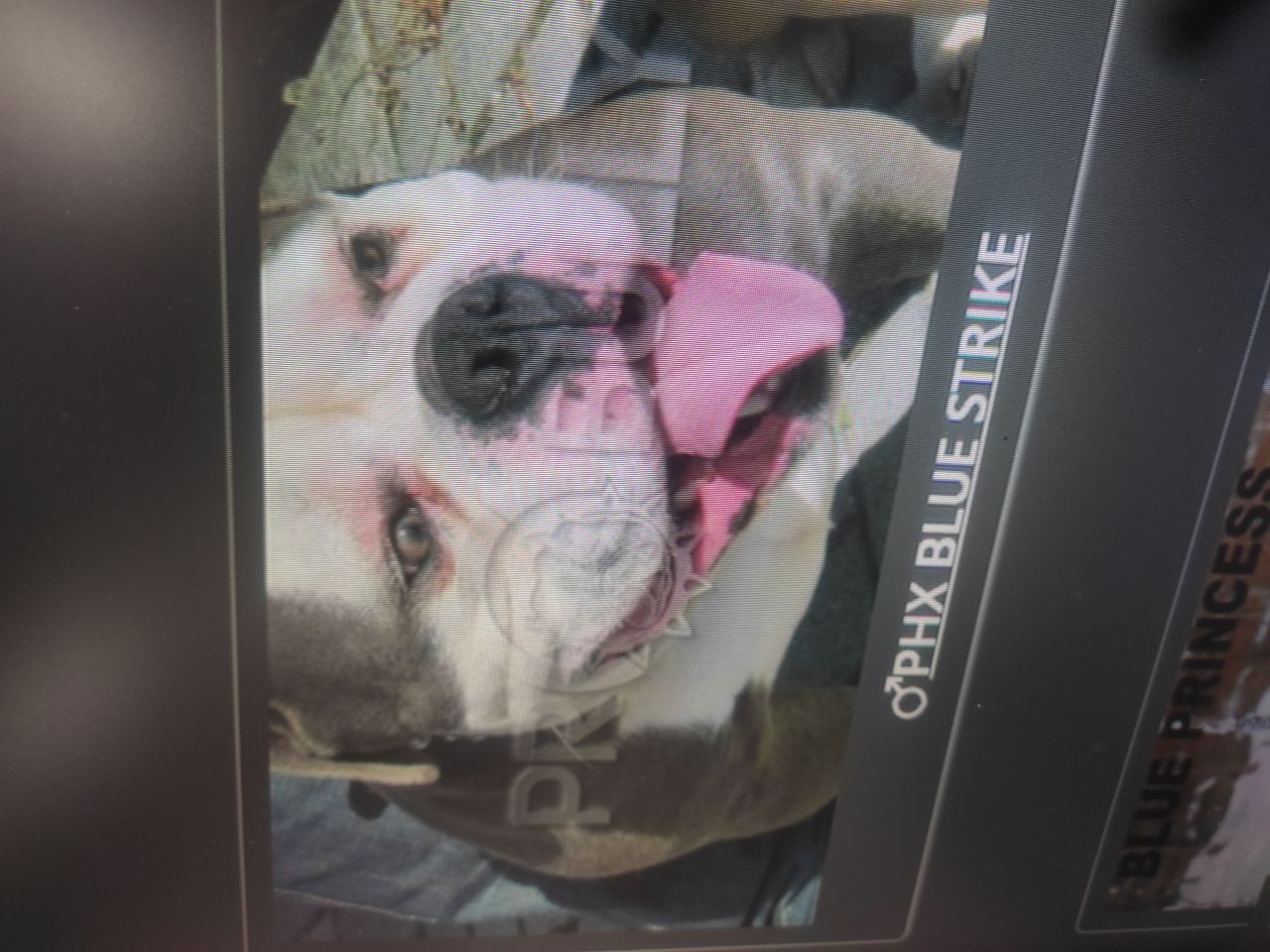 Photo of the dog
