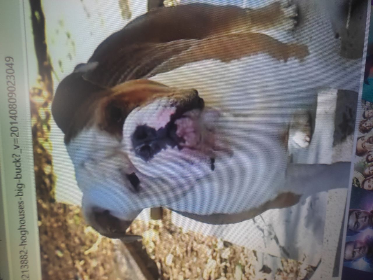 Photo of the dog