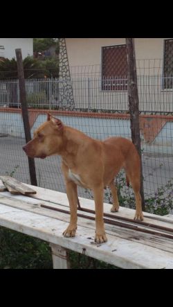 Photo of the dog