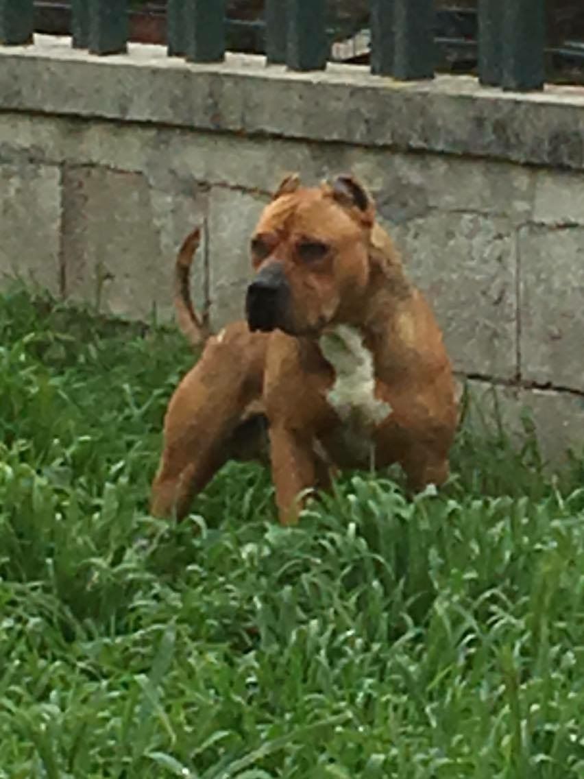Photo of the dog