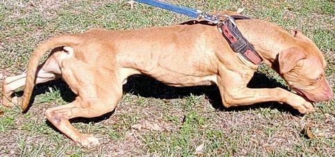 Photo of the dog