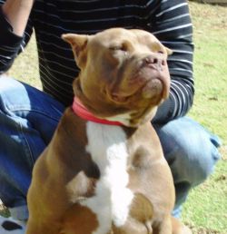 Photo of the dog