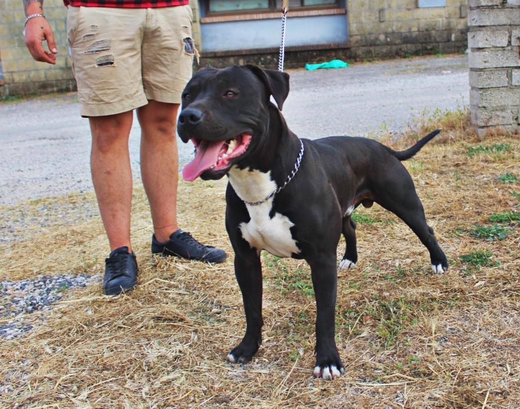 Photo of the dog