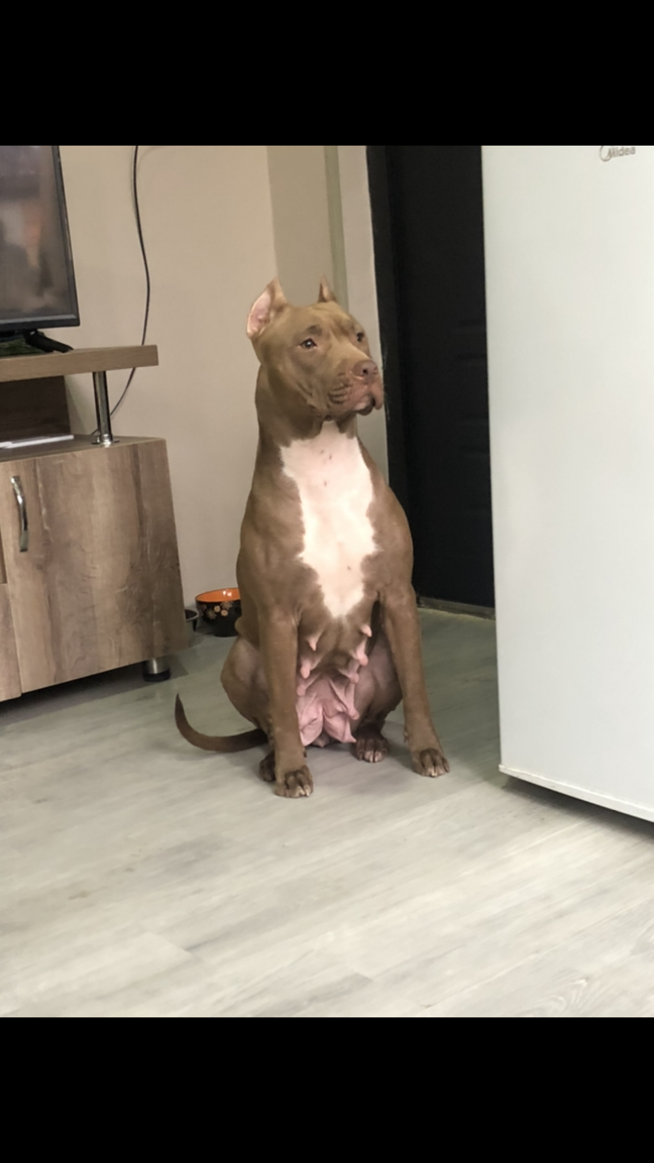 Photo of the dog