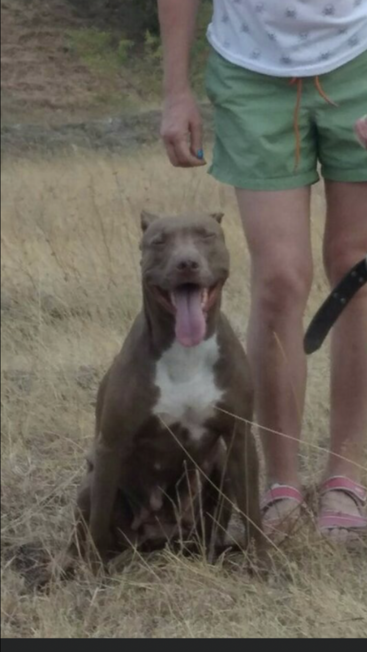 Photo of the dog