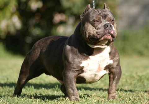 Photo of the dog