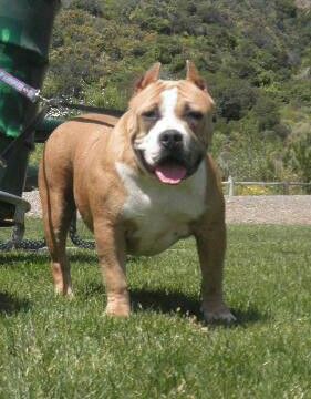 Photo of the dog
