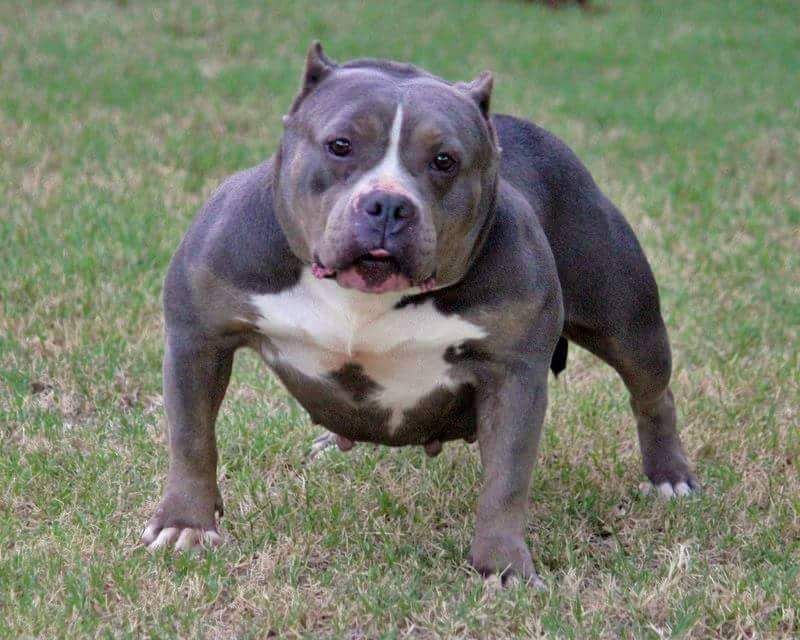 Photo of the dog