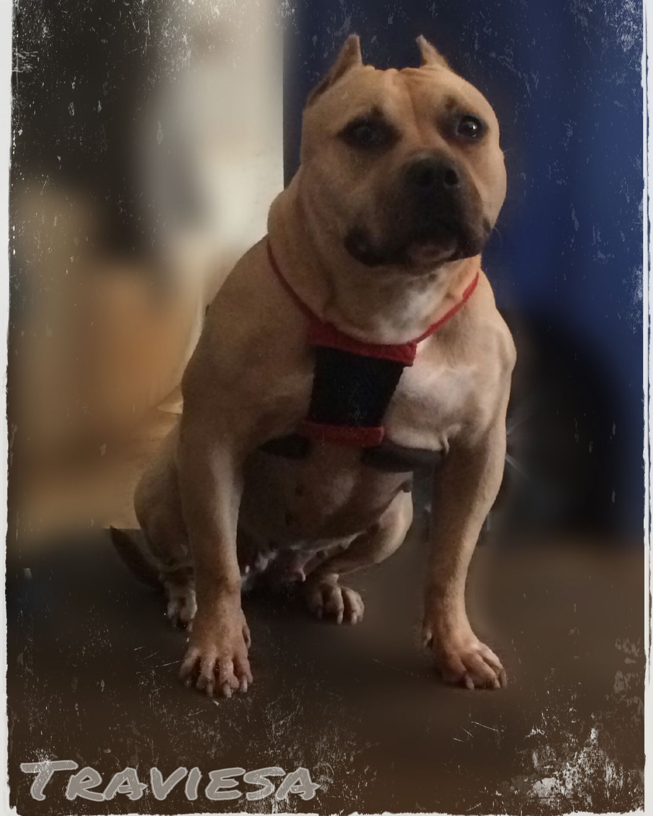 Photo of the dog