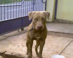 Photo of the dog