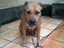Photo of the dog