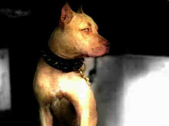 Photo of the dog