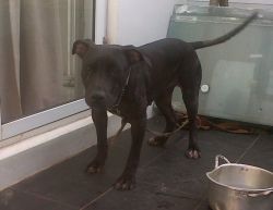 Photo of the dog