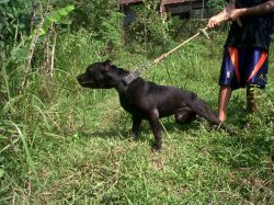 Photo of the dog