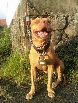 Photo of the dog