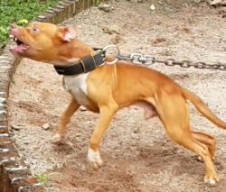 Photo of the dog