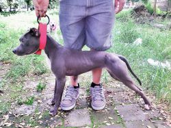 Photo of the dog